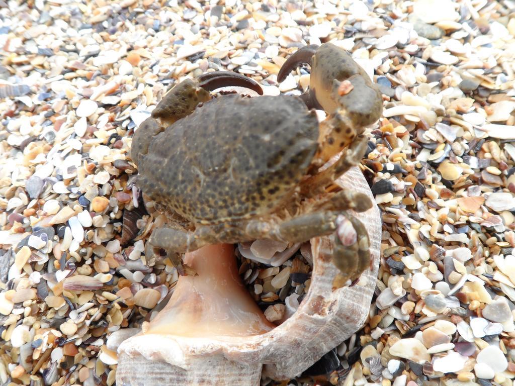 Vilele Brise De Mer 2 Mai Bagian luar foto